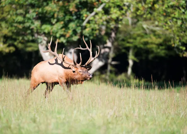 American elk bull — Stock Photo, Image