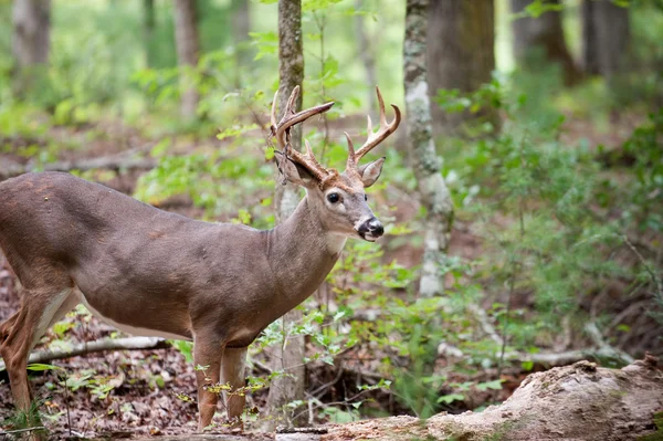 Beyaz kuyruklu Geyik Buck — Stok fotoğraf