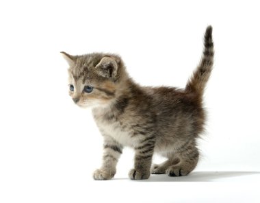 şirin tabby yavru kedi