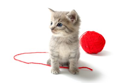 kırmızı iplik yumağı ile şirin tabby yavru kedi