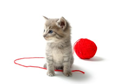 kırmızı iplik yumağı ile şirin tabby yavru kedi