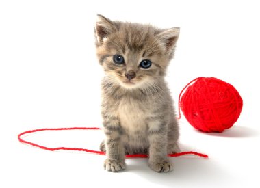 kırmızı iplik yumağı ile şirin tabby yavru kedi