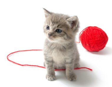 kırmızı iplik yumağı ile şirin tabby yavru kedi
