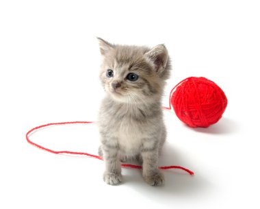 kırmızı iplik yumağı ile şirin tabby yavru kedi