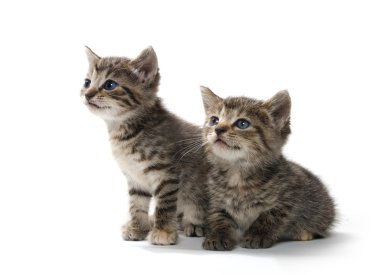 beyaz üzerine iki tabby yavru kedi