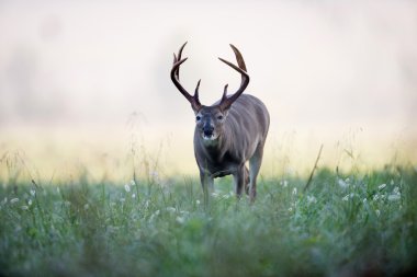 Ak kuyruklu geyik buck sisli çayırda