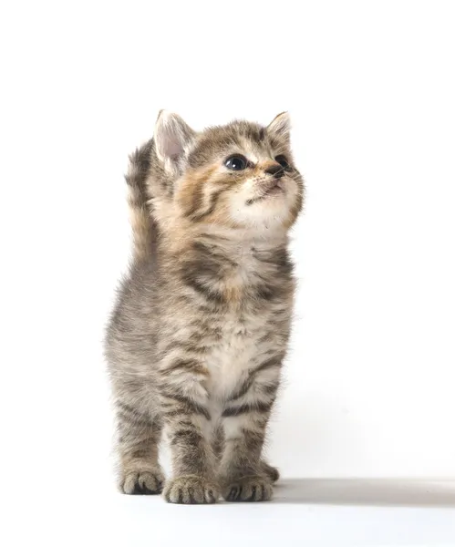 Gatinho bonito tabby — Fotografia de Stock