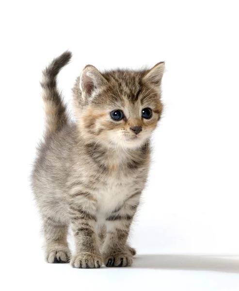 Cute tabby kitten — Stock Photo, Image