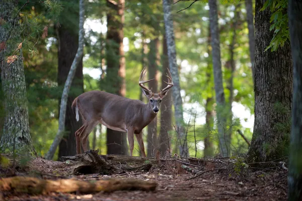 Duże Jeleń buck — Zdjęcie stockowe