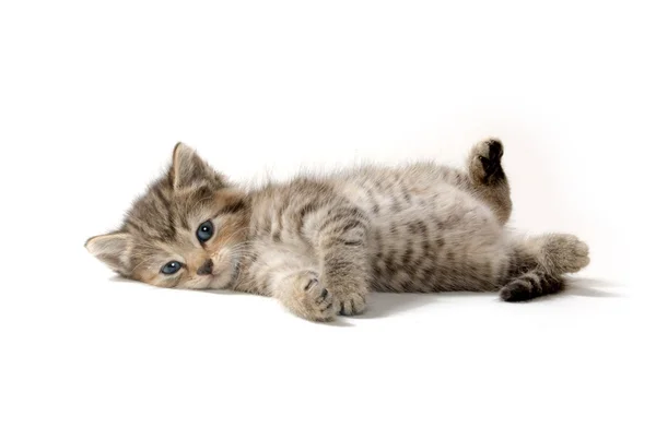 Cute tabby kitten — Stock Photo, Image