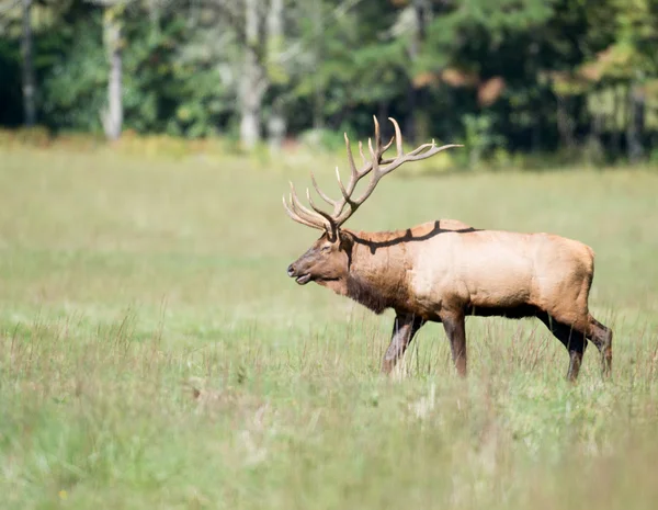 Taureau wapiti — Photo