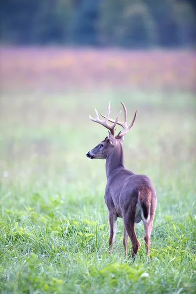 Jeleń buck w mglisty łąka — Zdjęcie stockowe