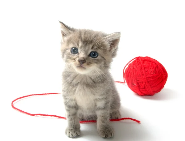 Aranyos cirmos cica, a piros labdát a fonalat — Stock Fotó