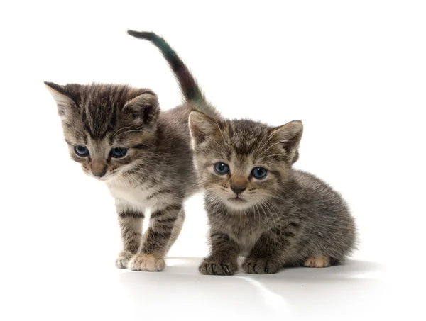 Dois gatinhos tabby em branco — Fotografia de Stock