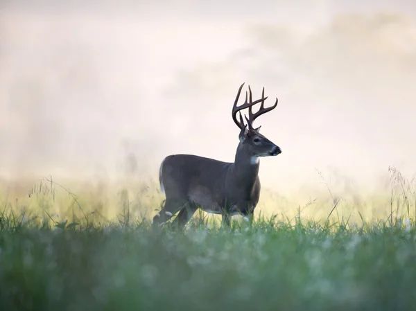 Jeleń buck w mglisty łąka — Zdjęcie stockowe