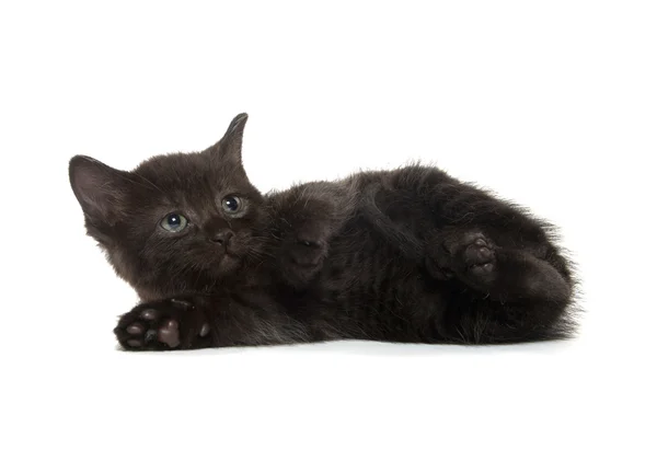 Black kitten on white background — Stock Photo, Image