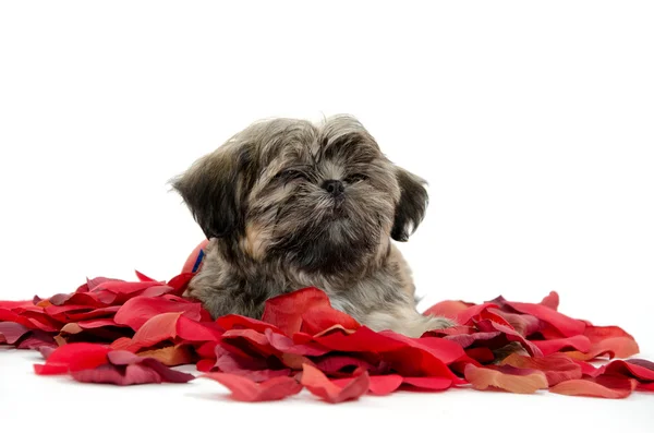 Shih tzu puppy with rose petals — Stock Photo, Image