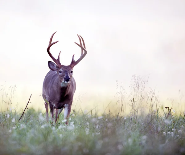 Ak kuyruklu geyik buck sisli çayırda — Stok fotoğraf