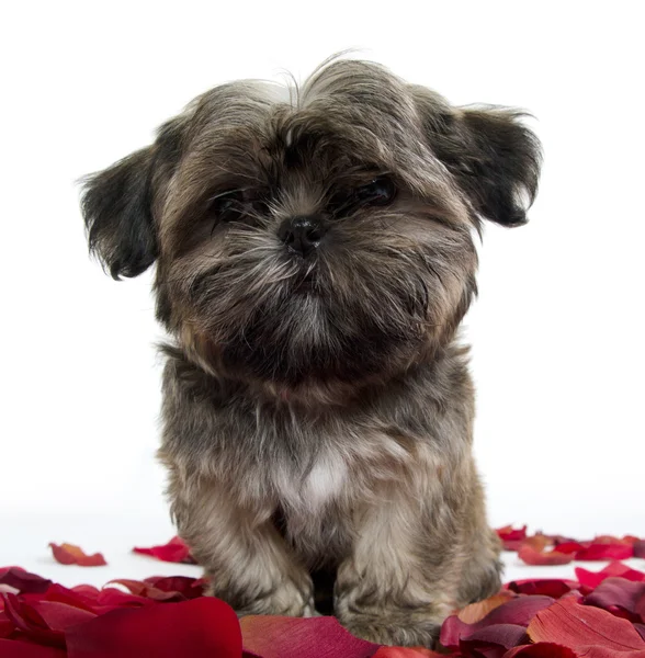 Shih tzu Welpe mit Rosenblättern — Stockfoto