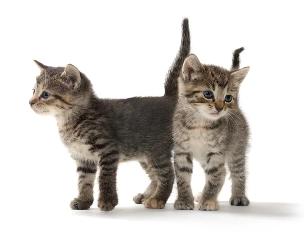 Two tabby kittens on white — Stock Photo, Image