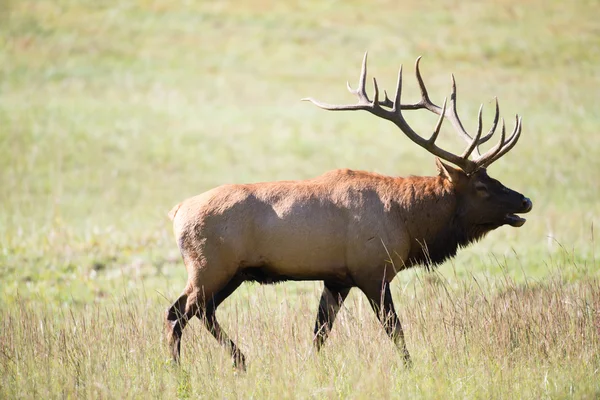 Taureau wapiti — Photo