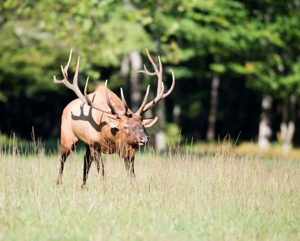 American elk bull — Stock Photo, Image