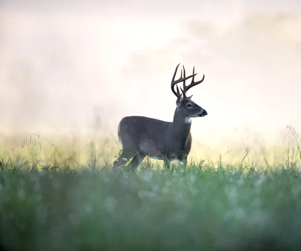 White-tailed deer buck in foggy meadow — Stockfoto