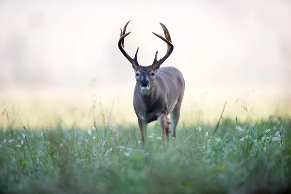 Vitsvanshjort buck i dimmigt äng — Stockfoto