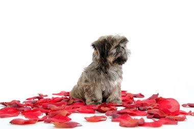 shih tzu puppy with rose petals