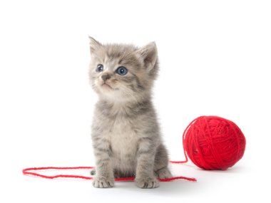 kırmızı iplik yumağı ile şirin tabby yavru kedi