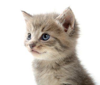 şirin tabby yavru kedi