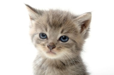 şirin tabby yavru kedi