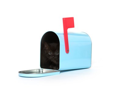 posta kutusunda siyah yavru kedi