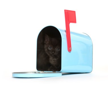 posta kutusunda siyah yavru kedi