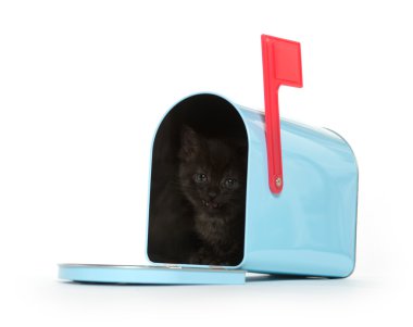 posta kutusunda siyah yavru kedi