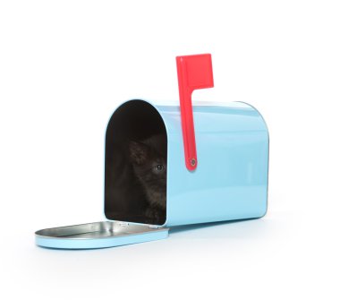 posta kutusunda siyah yavru kedi