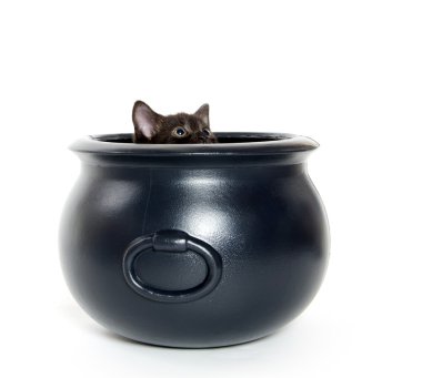 kazanı de siyah kedi