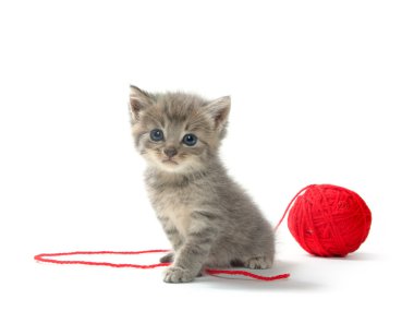 kırmızı iplik yumağı ile şirin tabby yavru kedi