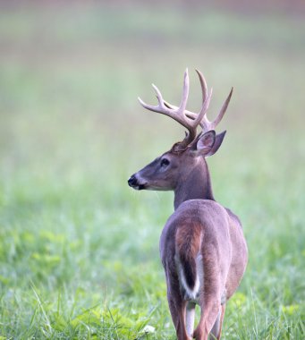 Ak kuyruklu geyik buck sisli çayırda