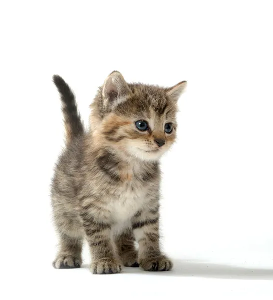 şirin tabby yavru kedi