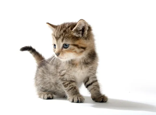 Leuk tabby katje — Stockfoto