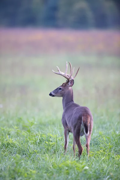 White-tailed deer buck in foggy meadow — Stockfoto