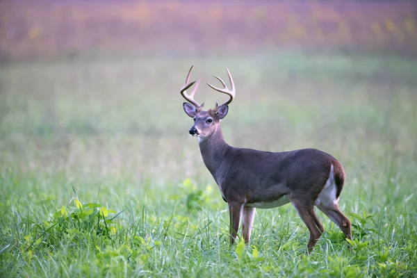 Cervo dalla coda bianca buck nel prato nebbioso — Foto Stock