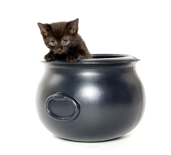 Gatito negro en caldrón —  Fotos de Stock