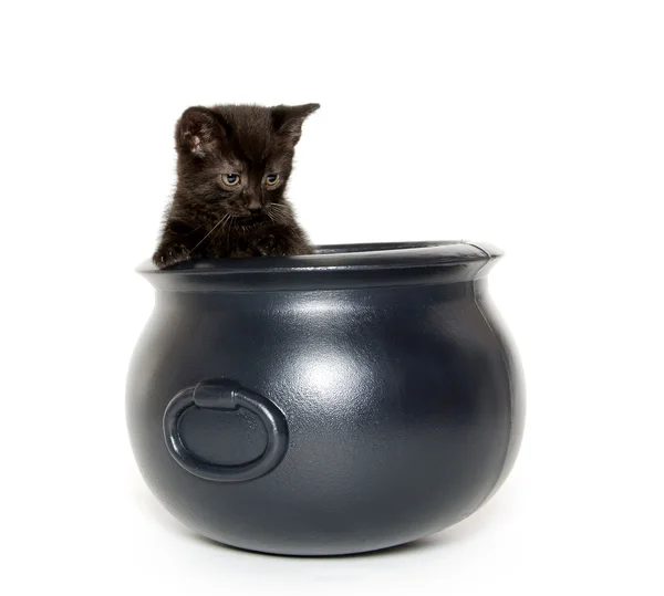 Black kitten in caldron — Stock Photo, Image