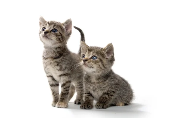 Dos gatitos tabby en blanco —  Fotos de Stock