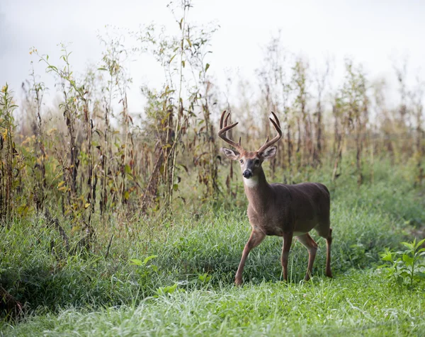 Large white-tailed deer buck — Stock Photo, Image