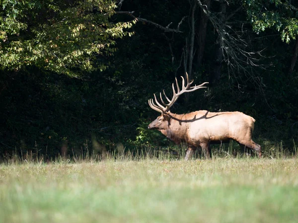 Taureau wapiti — Photo