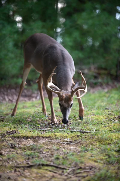 Grote Witstaarthert buck — Stockfoto