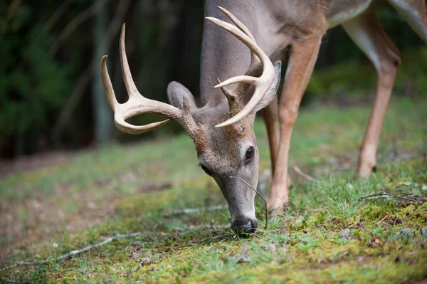 Grande cervo dalla coda bianca buck — Foto Stock